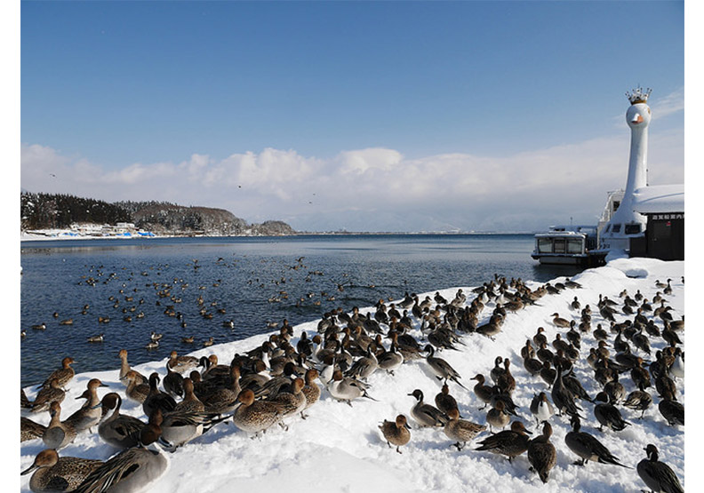 認識日幣一千元上的人:野口英世、長濱猪苗代湖餵天鵝、水鴨_img_4
