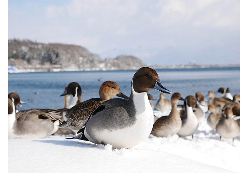 認識日幣一千元上的人:野口英世、長濱猪苗代湖餵天鵝、水鴨_img_5