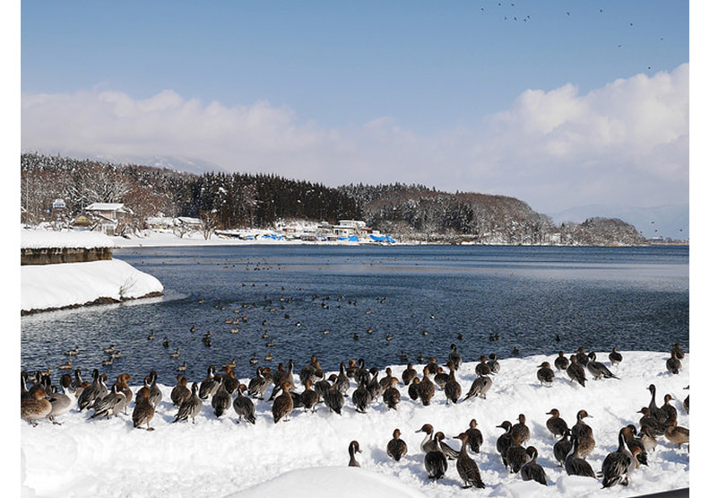 認識日幣一千元上的人:野口英世、長濱猪苗代湖餵天鵝、水鴨_img_6