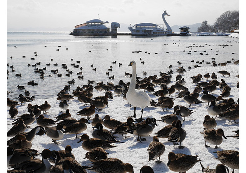 認識日幣一千元上的人:野口英世、長濱猪苗代湖餵天鵝、水鴨_img_8