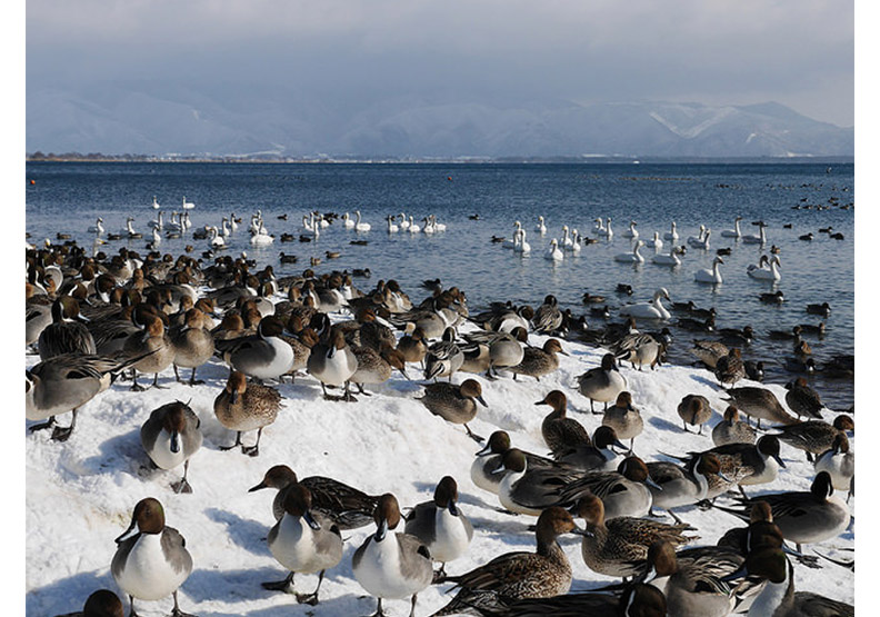 認識日幣一千元上的人:野口英世、長濱猪苗代湖餵天鵝、水鴨_img_9