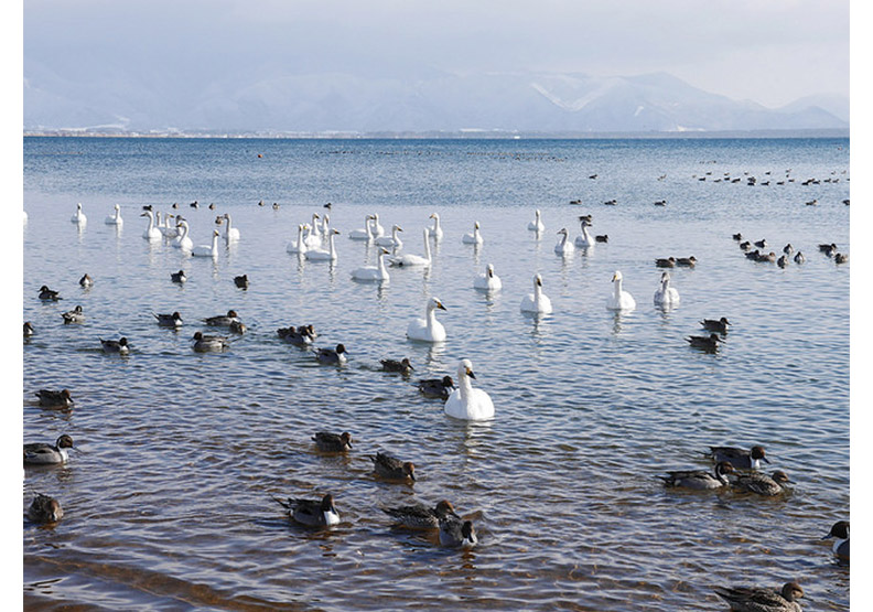 認識日幣一千元上的人:野口英世、長濱猪苗代湖餵天鵝、水鴨_img_10