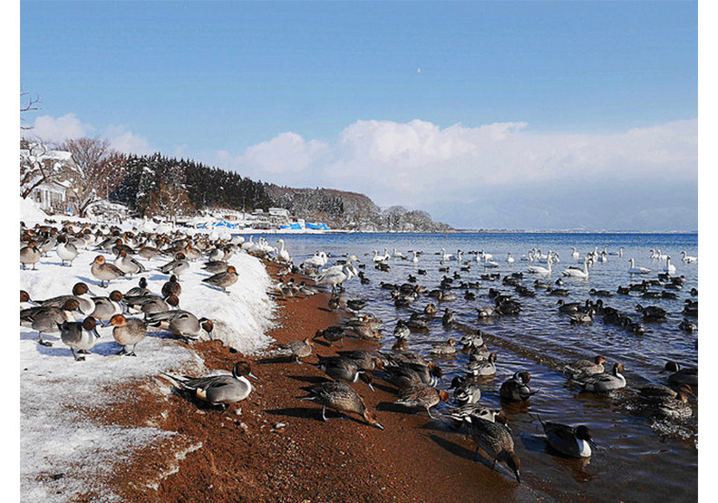 認識日幣一千元上的人:野口英世、長濱猪苗代湖餵天鵝、水鴨_img_11