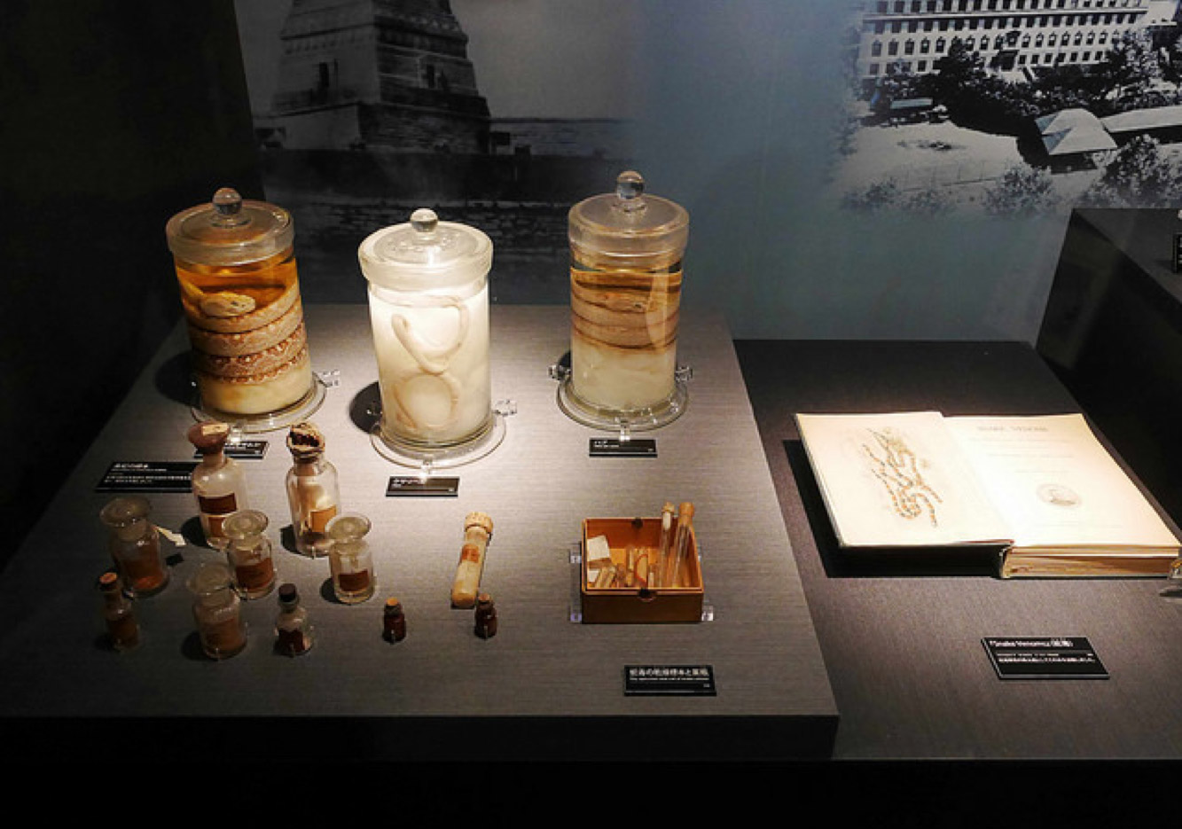 認識日幣一千元上的人:野口英世、長濱猪苗代湖餵天鵝、水鴨_img_25