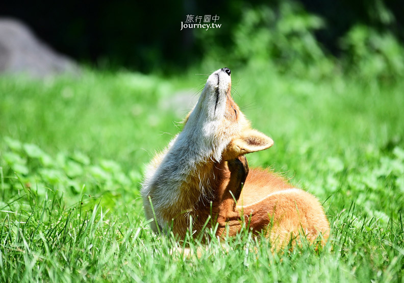 60隻狐狸的萌學園:北見狐狸牧場_img_22