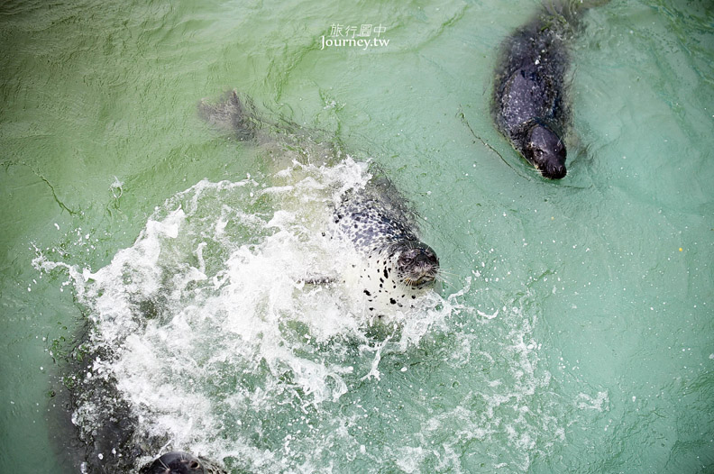 全日本最北的水族館遇見「波妞」_img_9
