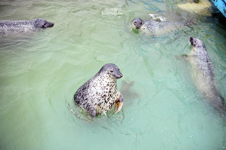 全日本最北的水族館遇見「波妞」_img_8