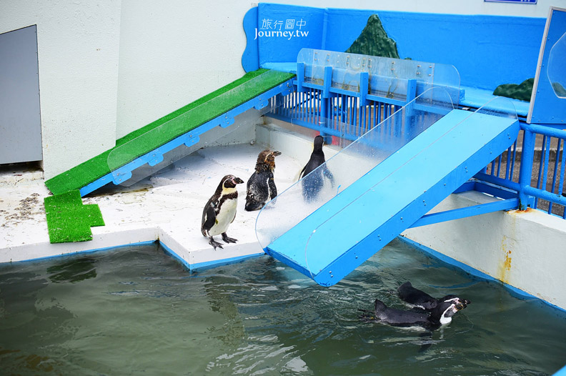 全日本最北的水族館遇見「波妞」_img_15