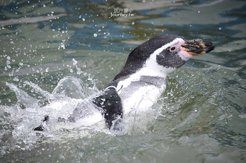 全日本最北的水族館遇見「波妞」_img_17