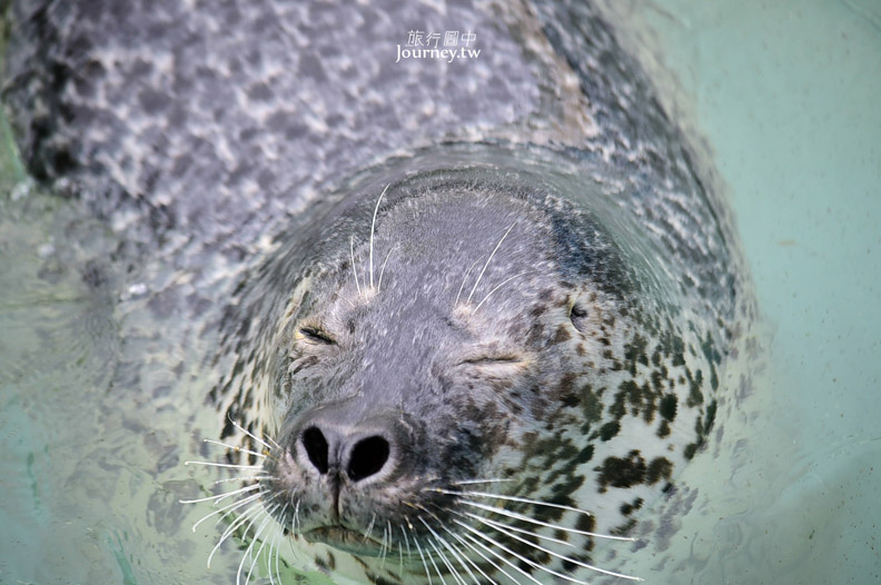 全日本最北的水族館遇見「波妞」_img_12