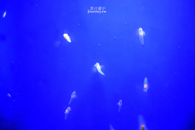 全日本最北的水族館遇見「波妞」_img_23