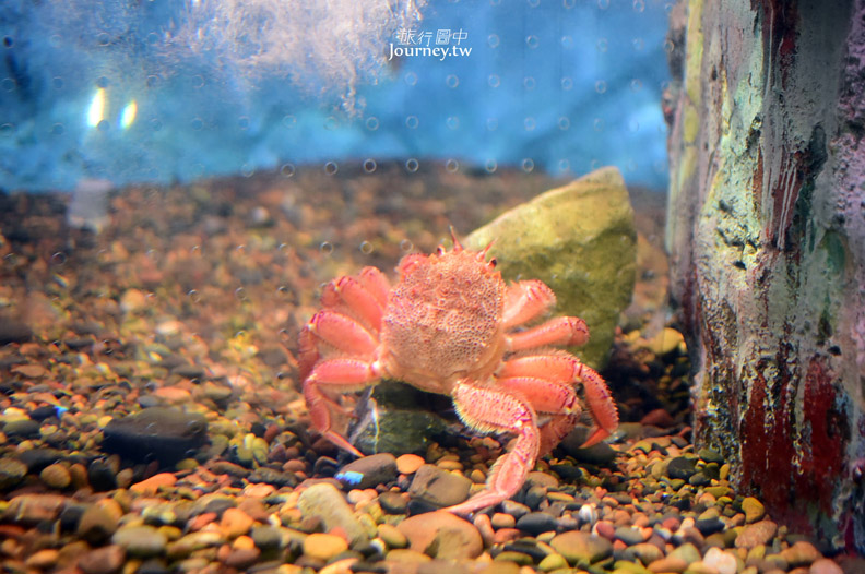 全日本最北的水族館遇見「波妞」_img_24
