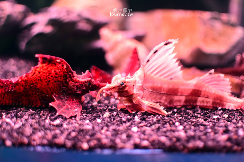 全日本最北的水族館遇見「波妞」_img_25