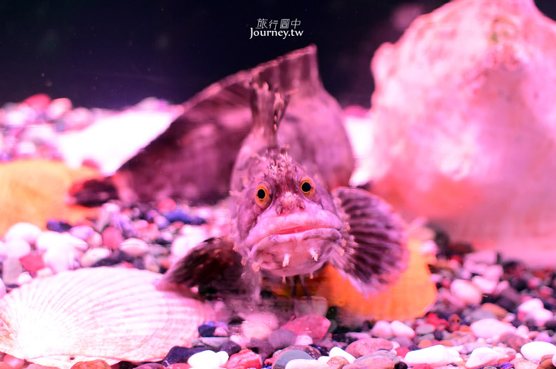 全日本最北的水族館遇見「波妞」_img_27