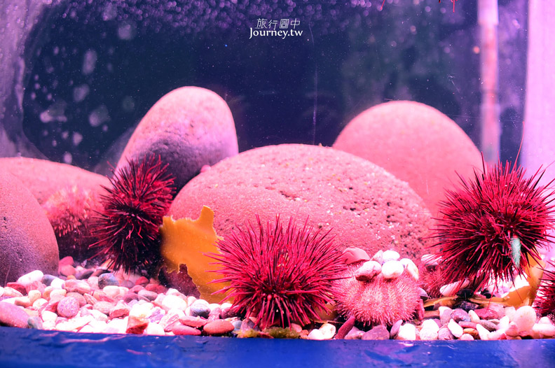 全日本最北的水族館遇見「波妞」_img_28