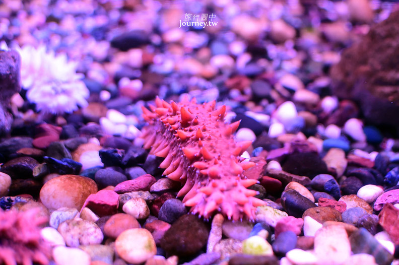 全日本最北的水族館遇見「波妞」_img_29