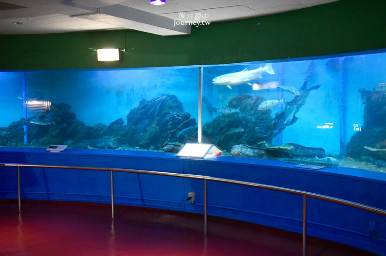 全日本最北的水族館遇見「波妞」_img_31
