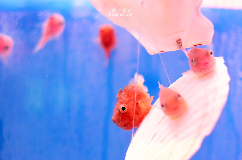 全日本最北的水族館遇見「波妞」_img_35