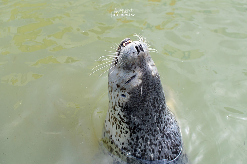 全日本最北的水族館遇見「波妞」_img_11