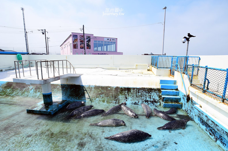 全日本最北的水族館遇見「波妞」_img_13