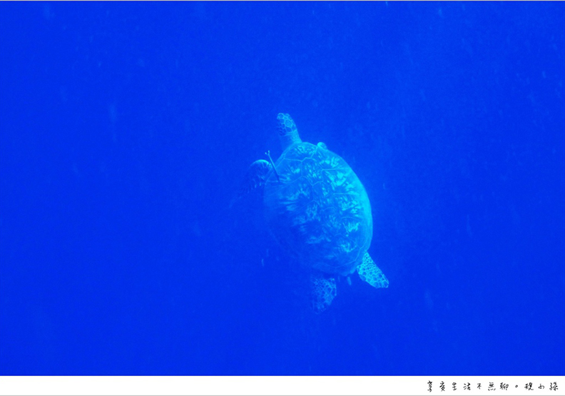 宿霧薄荷島之旅 跳進巴里卡薩大斷層的湛藍大海_img_30