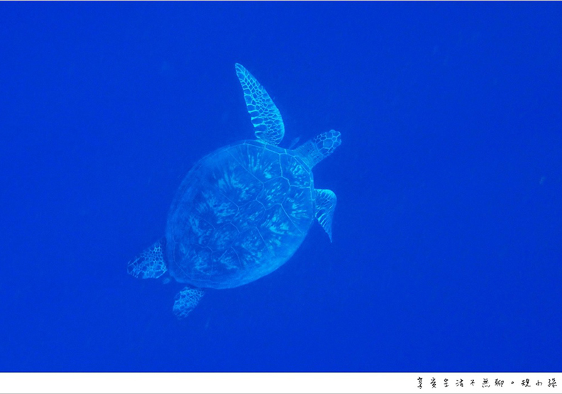宿霧薄荷島之旅 跳進巴里卡薩大斷層的湛藍大海_img_31
