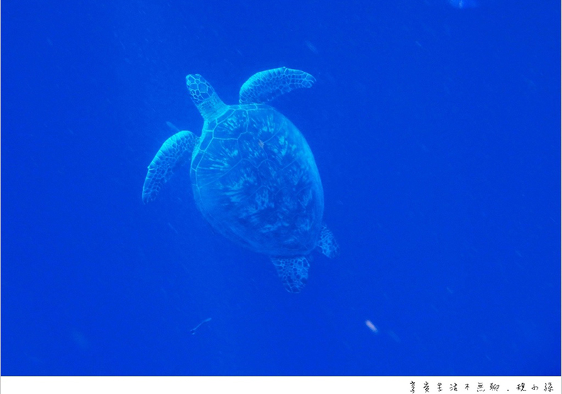 宿霧薄荷島之旅 跳進巴里卡薩大斷層的湛藍大海_img_32