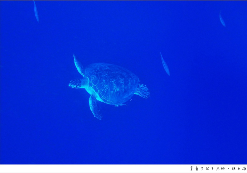 宿霧薄荷島之旅 跳進巴里卡薩大斷層的湛藍大海_img_33