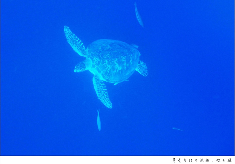 宿霧薄荷島之旅 跳進巴里卡薩大斷層的湛藍大海_img_34