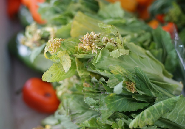 肥料會讓蔬菜變難吃?讓植物脫離惡性循環_img_1