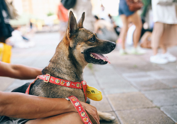 飼養寵物,以愛對待,身心健康受惠_img_2