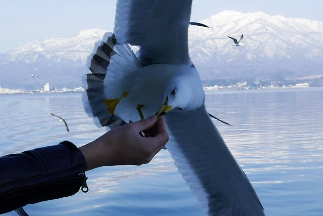 新潟佐渡島：船舶、海鷗、遼闊海景！_img_16