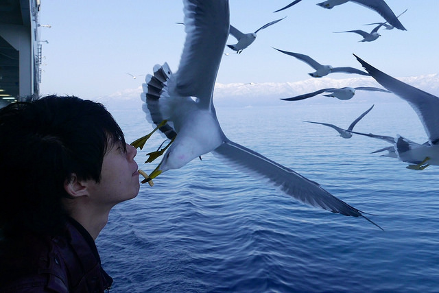 新潟佐渡島：船舶、海鷗、遼闊海景！_img_17