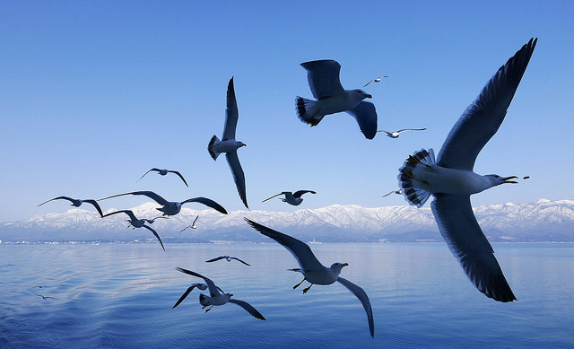 新潟佐渡島：船舶、海鷗、遼闊海景！_img_15