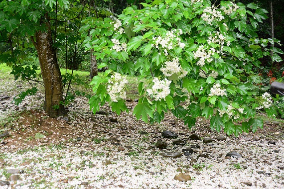 桐花季開跑!網友力薦全台賞桐景點大搜查_img_10