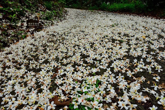 桐花季開跑!網友力薦全台賞桐景點大搜查_img_2