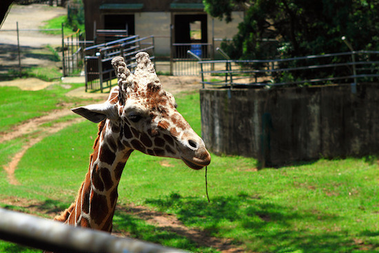 全台人氣主題樂園大點名 趁週末帶著小朋友一起重溫童年美好時光吧！_img_17