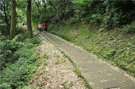 桐花季開跑!網友力薦全台賞桐景點大搜查_img_8