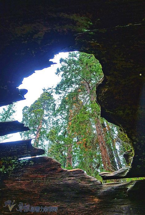 加州紅杉樹國家公園參見全世界最大的樹！_img_12