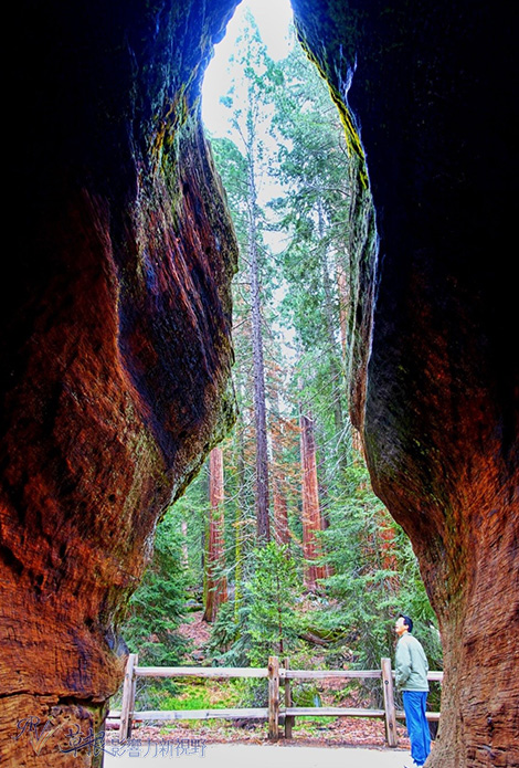 加州紅杉樹國家公園參見全世界最大的樹！_img_13