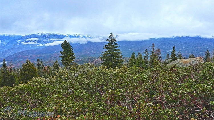 加州紅杉樹國家公園參見全世界最大的樹！_img_14