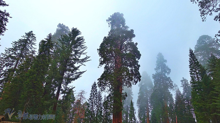 加州紅杉樹國家公園參見全世界最大的樹！_img_26