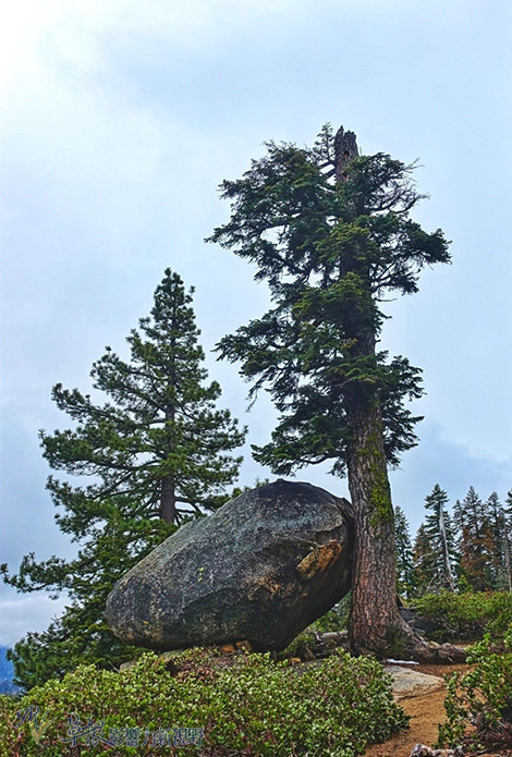加州紅杉樹國家公園參見全世界最大的樹！_img_6
