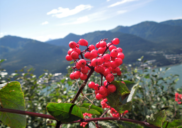 美國面積最大卻最孤立的首府 - 朱諾_img_14
