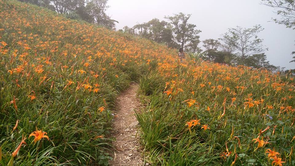 夏日限定:網搜桃園、台南、台東熱門賞花路線!_img_15