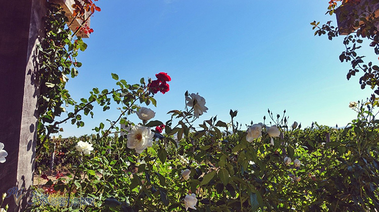 一遊美酒的國度：Robert Mondavi 酒莊_img_11