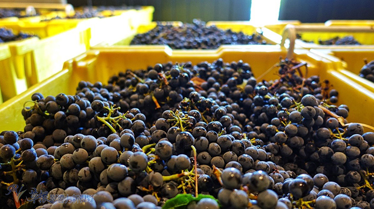 一遊美酒的國度：Robert Mondavi 酒莊_img_13