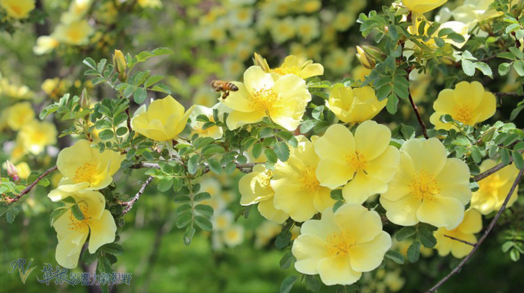 銀川，向湖而生_img_4