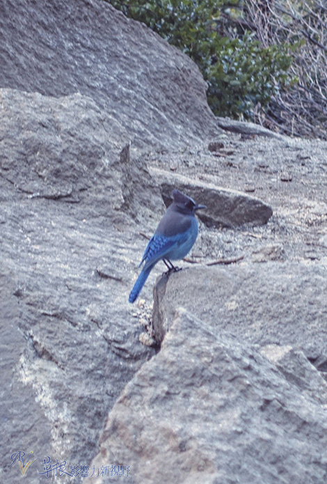 征服全美最高的優勝美地瀑布_img_31