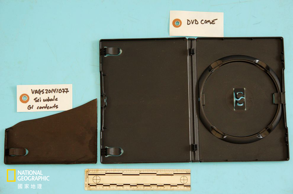 一個DVD盒如何殺死一隻鯨魚_img_1